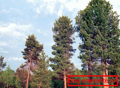 Energetski donator u kraljevstvu drveta Energetski donator u kraljevstvu drveta
