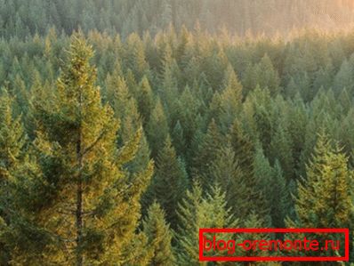 Fotografije crnogorice - glavni dobavljač drveta Fotografije crnogorice - glavni dobavljač drveta
